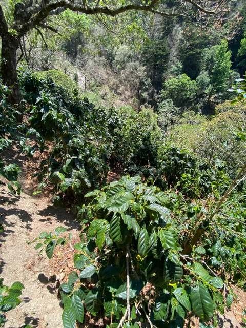 Finca El Jaguar producer